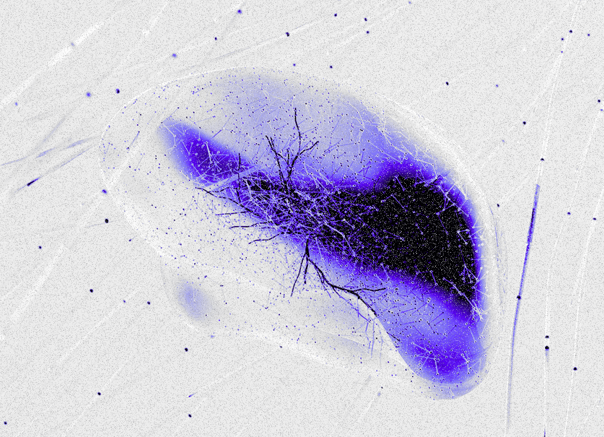 Abstract image featuring a dark central shape with vivid blue and purple tones against a light gray background, resembling neural connections. Energetic and dynamic.